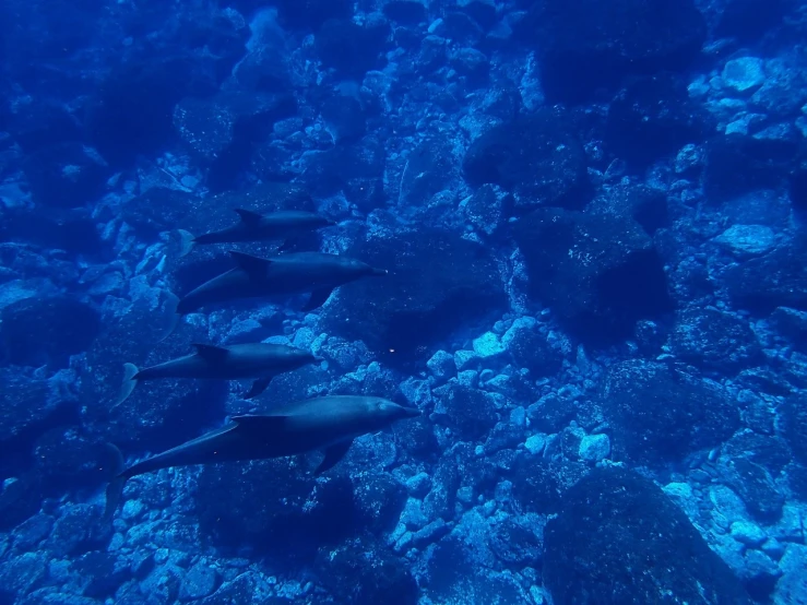 a group of dolphins swimming in the ocean, dada, coral sea bottom, けもの, omg, ashy