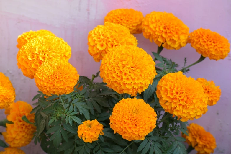 a bunch of yellow flowers in front of a pink wall, marigold background, orange fluffy belly, closeup photo, very beautiful photo