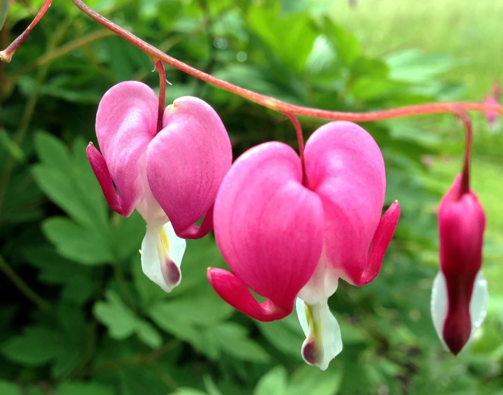 a bunch of pink flowers hanging from a branch, by Brenda Chamberlain, flickr, forming a heart with their necks, wisconsin, hanging veins, red hearts