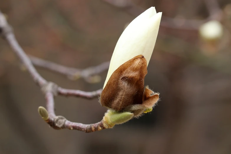 a close up of a flower bud on a tree, a macro photograph, renaissance, magnolia goliath head ornaments, with white long hair, closeup photo, very sharp photo