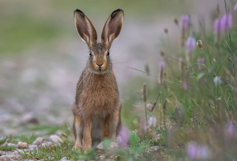 a rabbit that is sitting in the grass, by Dietmar Damerau, award winning nature photo, big smirk, long pointy ears, nice colors