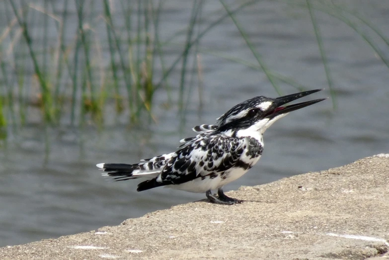 a black and white bird standing next to a body of water, by Robert Brackman, flickr, hurufiyya, white with black spots, ruffles, on the sidewalk, closeup. mouth open