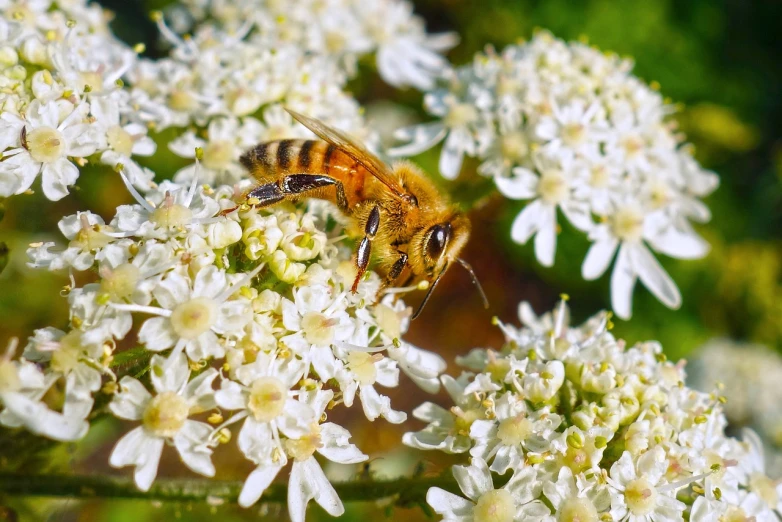 a close up of a bee on a flower, by Robert Brackman, browns and whites, 🕹️ 😎 🚬, honey, ivy