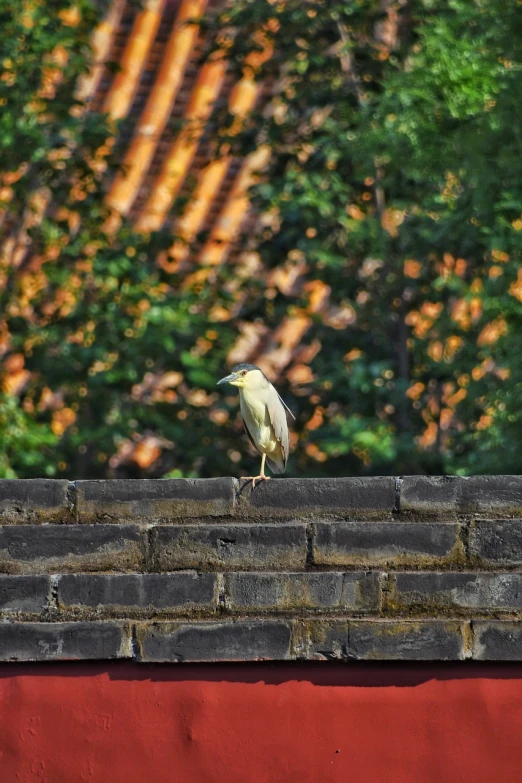 a bird sitting on top of a brick wall, by Jan Tengnagel, forbidden city, 🦩🪐🐞👩🏻🦳, summer morning, greenish tinge