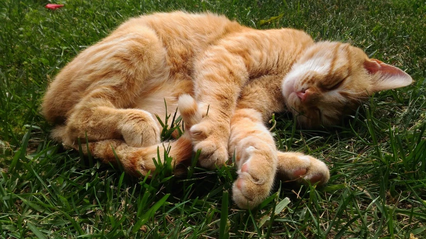 a cat that is laying down in the grass, a photo, by Jan Rustem, beautiful cat feet, with garfield the cartoon cat, twirly, 2 arms and 2 legs!