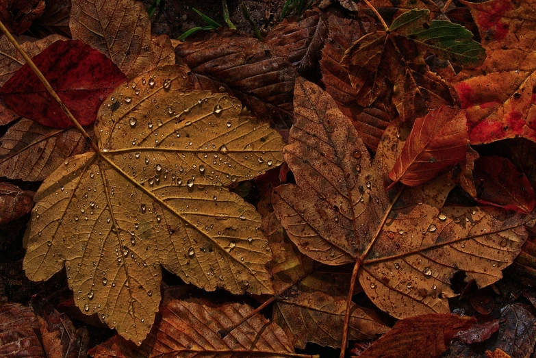 a bunch of leaves that are laying on the ground, a macro photograph, by Dietmar Damerau, photorealism. trending on flickr, autumn rain turkel, paul barson, raindrops