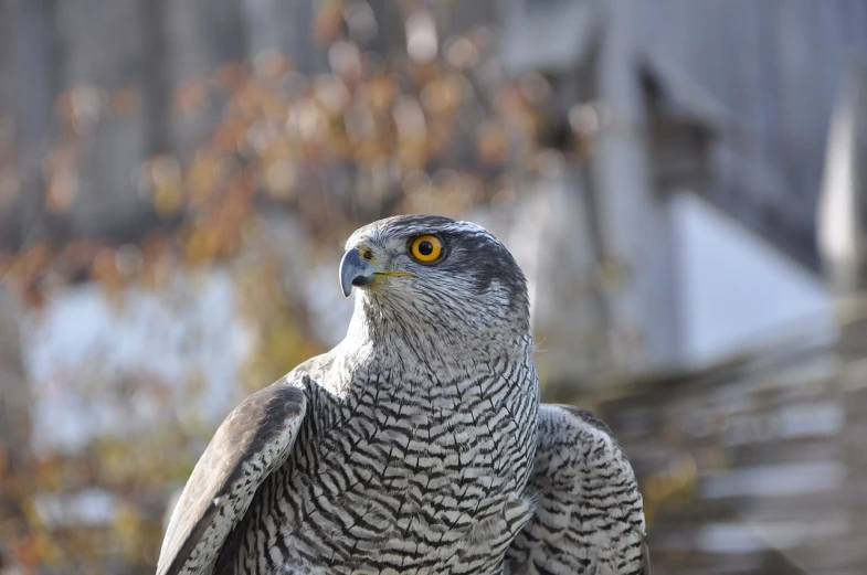 a close up of a bird of prey, a picture, hurufiyya, dressed in a gray, tourist photo, deep gaze to the side, very sharp photo