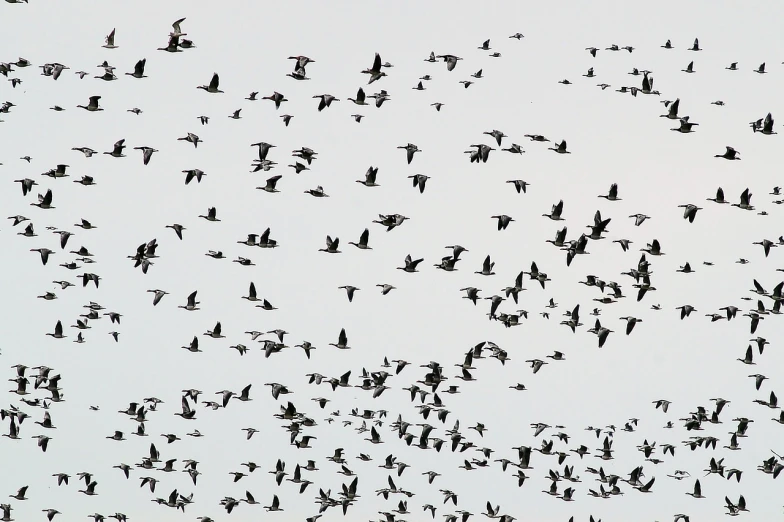 a flock of birds flying in the sky, by David Budd, flickr, cranes, goose, iowa, taken with a pentax1000