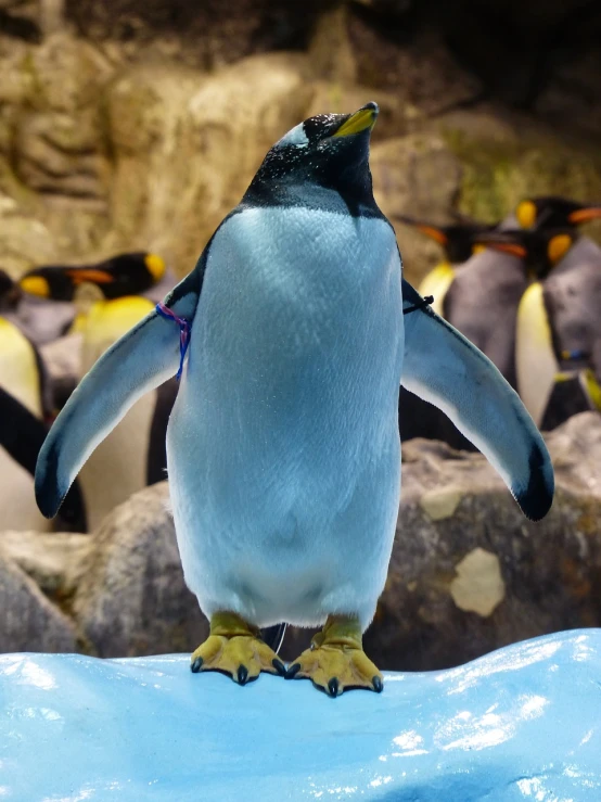 a penguin standing on top of a piece of ice, a portrait, shutterstock, happening, in the zoo exhibit, 2 0 2 2 photo, gopro photo, huge glistening muscles