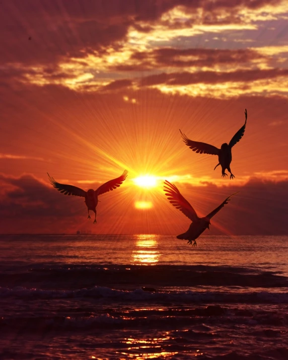 a group of birds flying over the ocean at sunset, a photo, shutterstock, the three suns, owl, stock photo, rays of golden red sunlight