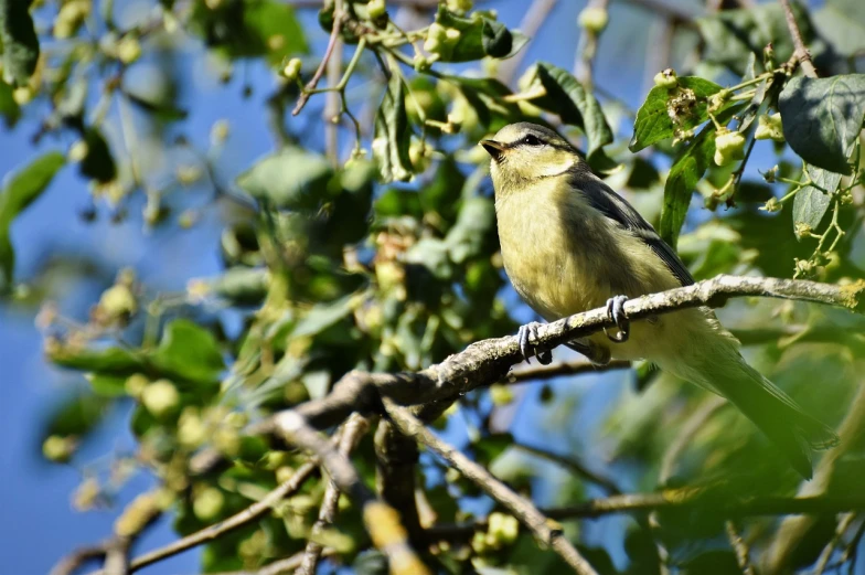 a small bird sitting on top of a tree branch, shutterstock, hurufiyya, pot-bellied, painted pale yellow and green, reportage photo, in a sunbeam