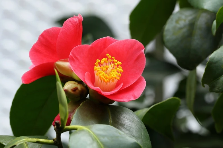 a close up of a flower on a plant, by Robert Brackman, pixabay, lush plants and bonsai trees, red blush, 5 5 mm photo, crown of thorns