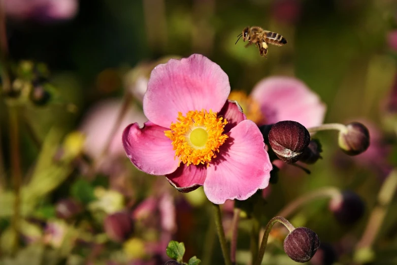 a pink flower with a bee flying around it, a photo, by Robert Brackman, anemones, autum, alamy stock photo, 🐝👗👾