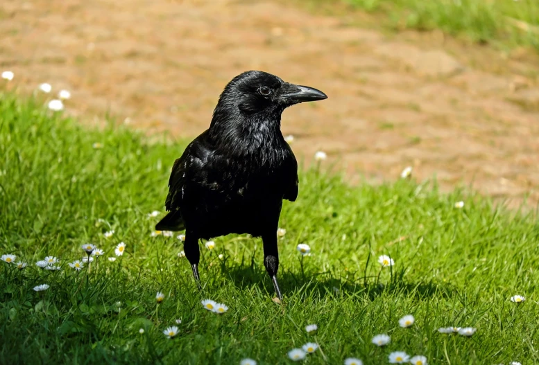 a black bird standing on top of a lush green field, a portrait, inspired by Gonzalo Endara Crow, shutterstock, renaissance, very sharp and detailed photo, very sharp photo, stock photo