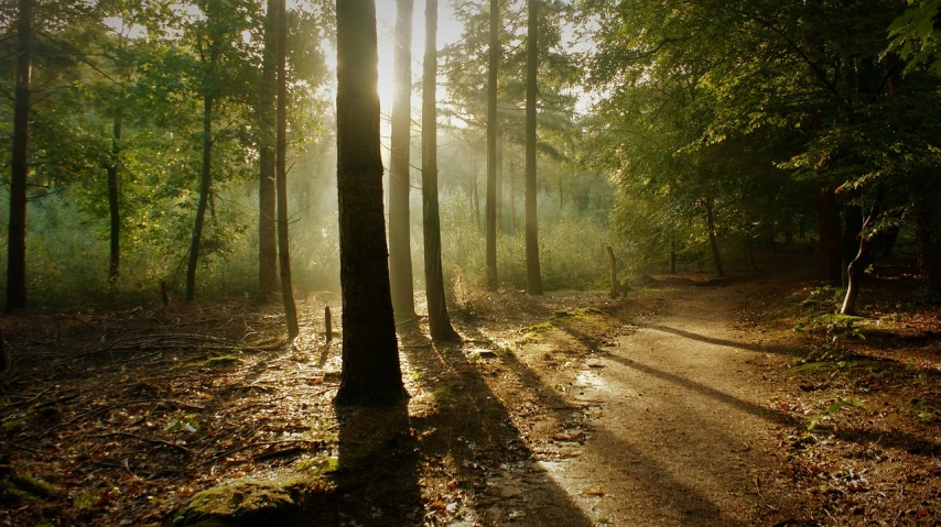 the sun is shining through the trees in the woods, by Jacob Toorenvliet, flickr, romanticism, :: morning, cute:2, version 3, ((forest))