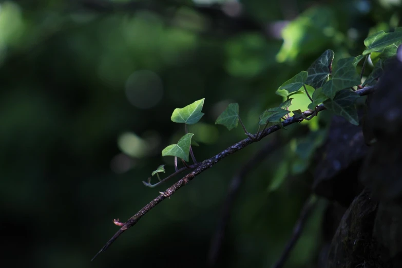 a small bird perched on a branch of a tree, a picture, minimalism, poison ivy, in a gentle green dawn light, ants, tiny faeries