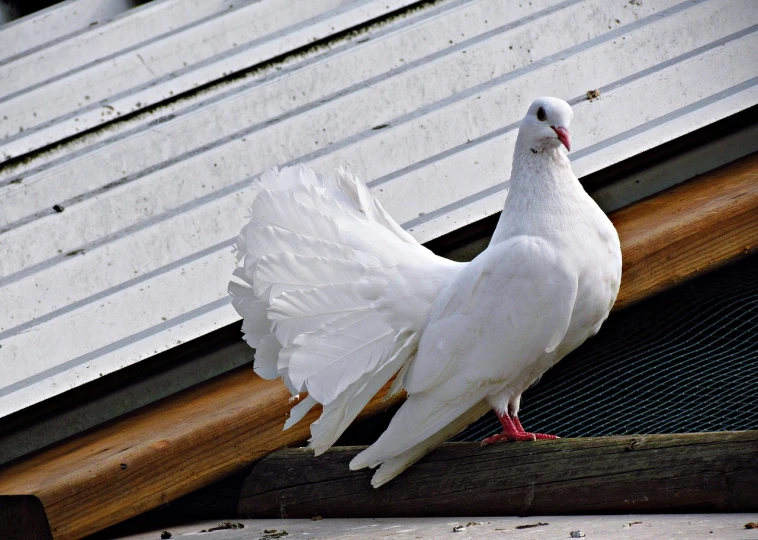 a white pigeon standing on top of a wooden post, pixabay, renaissance, glamorous pose, sits on a rooftop, white shiny skin, woodstock