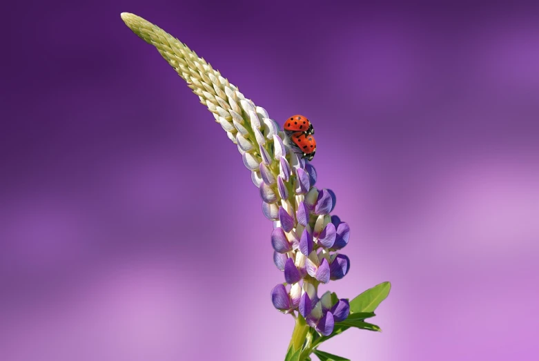 a ladybug sitting on top of a purple flower, by David Boyd, shutterstock contest winner, minimalism, grape hyacinth, purple and red color bleed, very sharp and detailed photo, hd wallpaper