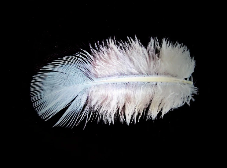 a white feather on a black background, by Jan Rustem, flickr, albino dwarf, -h 1024, white and pale blue toned, 28mm