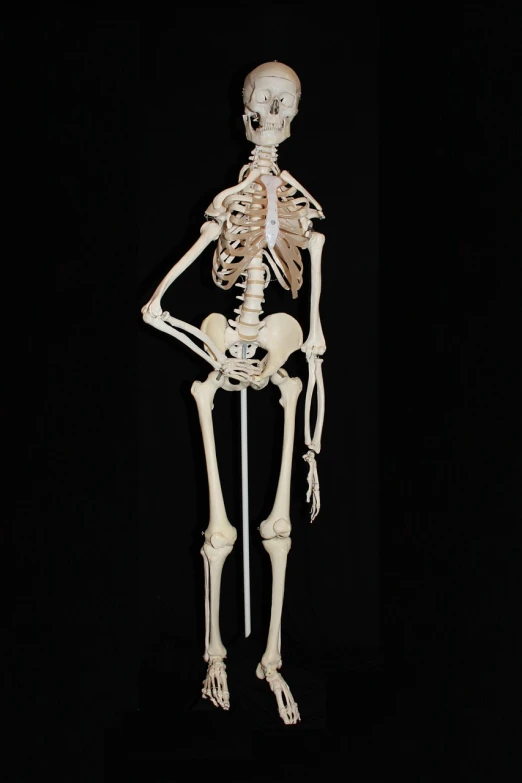 a model of a human skeleton on a black background, inspired by Muirhead Bone, # 6 6 9 3 fs, long view, -h 1024, pvc poseable