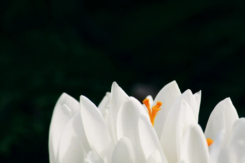 a close up of a white flower with a yellow center, minimalism, swan, white and orange, lotus, viewed from very far away