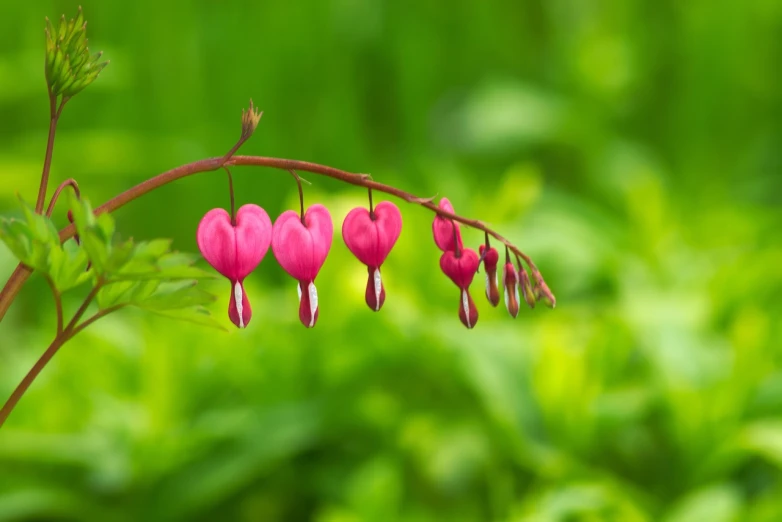 a close up of a plant with pink flowers, a macro photograph, by Anato Finnstark, shutterstock, red hearts, shepherd's crook, highly realistic photo, cascade