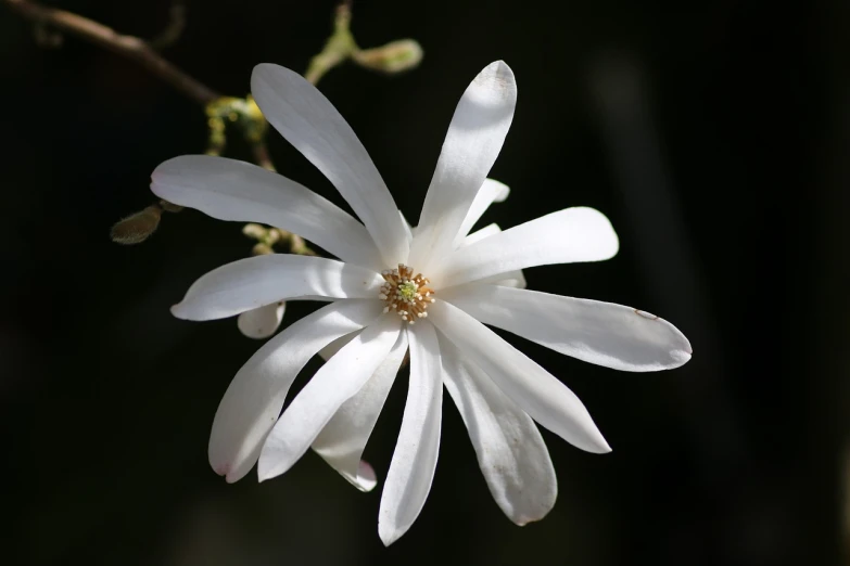 a close up of a white flower on a branch, by Emanuel de Witte, hurufiyya, back lit, long petals, very sharp photo