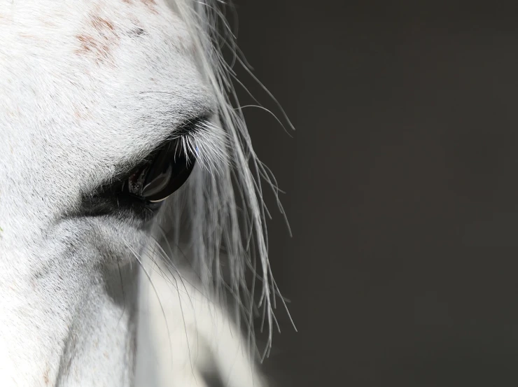 a close up of a white horse's eye, a portrait, by Matthias Weischer, pixabay, fine art, silver eyes full body, fierce expression 4k, short light grey whiskers, wallpaper - 1 0 2 4