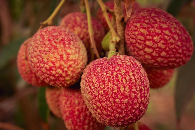 a close up of a bunch of fruit on a tree, by Robert Brackman, pexels, hurufiyya, puffballs, red scales on his back, pink, stipple