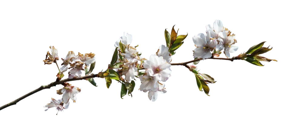 a branch with white flowers against a black background, by Joan Ayling, arabesque, panorama, sakura bloomimg, high - resolution scan, with small object details