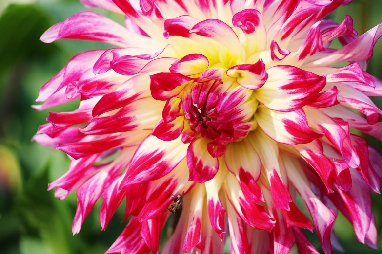 a close up of a pink and white flower, arabesque, red and yellow, dahlias, vivid!!, beautiful flower