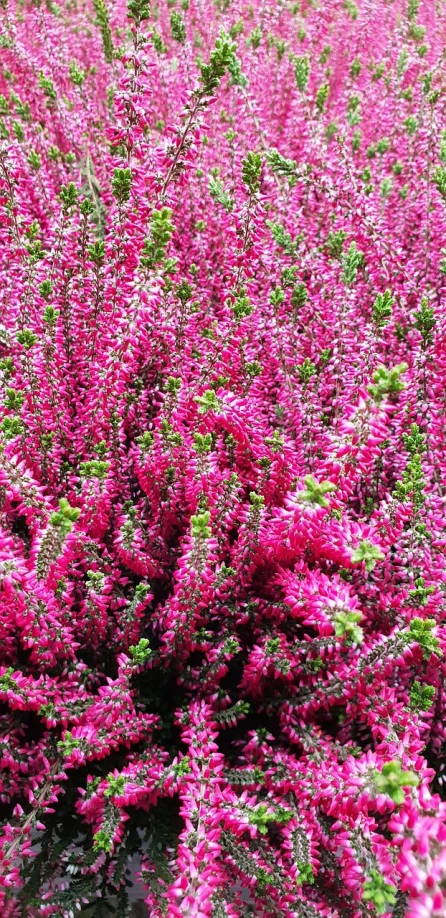 a bunch of pink flowers sitting on top of a lush green field, by Jan Wijnants, pexels, salvia, massive crowd, texture detail, vibrant and vivid color