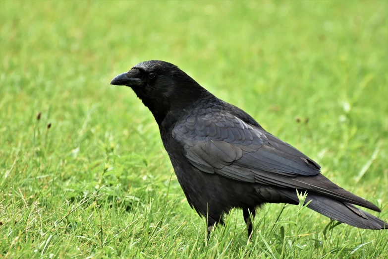 a black bird standing on top of a lush green field, a portrait, pixabay, renaissance, closeup of a crow, right side profile, birds are all over the ground, half - length photo