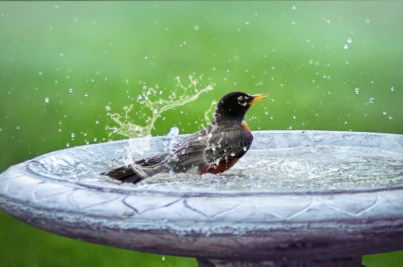 a bird taking a bath in a bird bath, by Jan Rustem, shutterstock contest winner, mobile wallpaper, realistic water splashes, high definition screenshot, robin