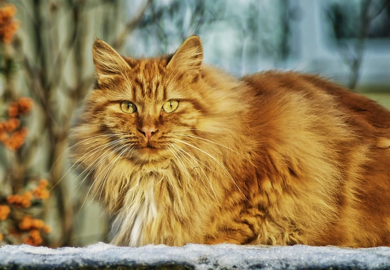 a long haired cat sitting on top of a stone wall, by Muggur, trending on pixabay, furry art, long golden hair, frozen cold stare, amazing color photograph, but very good looking”