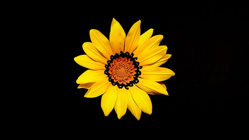 a close up of a yellow flower on a black background, by Jan Rustem, top down view, commercial product photography, miniature product photo, sunflower background