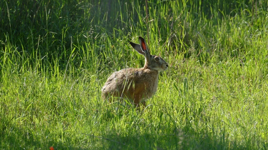 a rabbit that is sitting in the grass, pixabay, plein air, long coyote like ears, early morning light, shouting, shiny!!