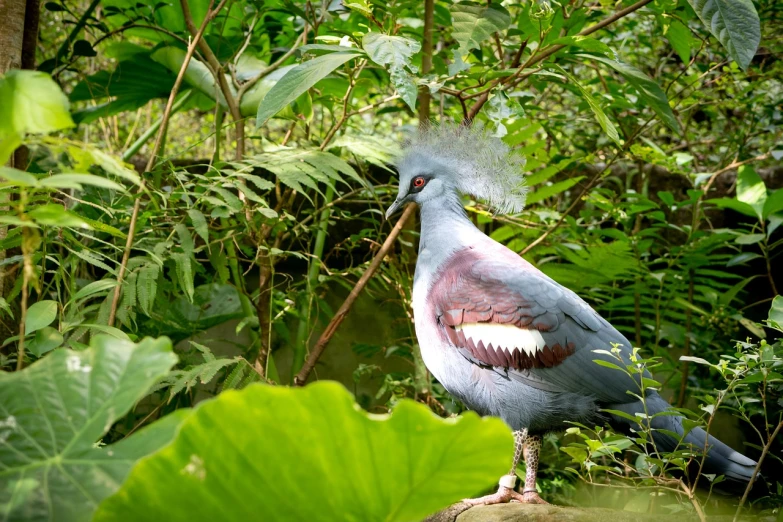 a bird that is standing on a rock, a portrait, inspired by Charles Bird King, flickr, hurufiyya, in a jungle environment, feathered headdress, pigeon, flash photo