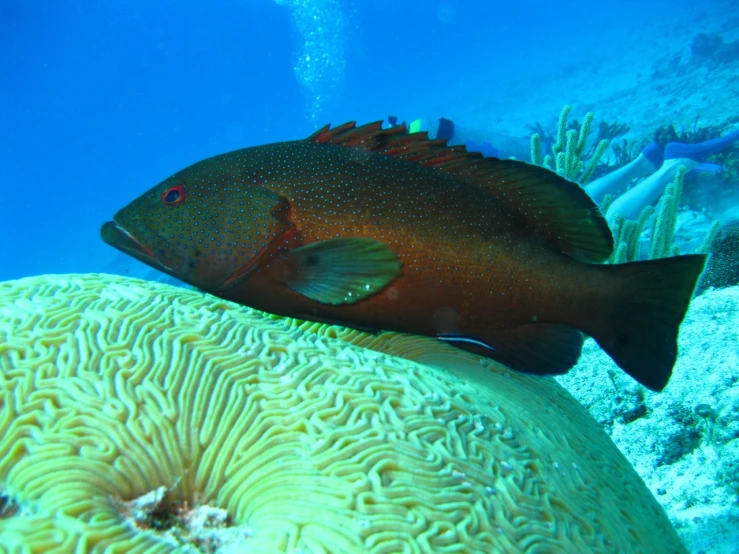 a fish that is sitting on top of a coral, flickr, brown, coxcomb, sam weber, rich evans