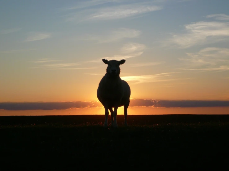 a sheep standing on top of a grass covered field, a picture, by Dave Allsop, flickr, backlit sunset, he is a long boi ”, plump, anthropomorphic silhouette