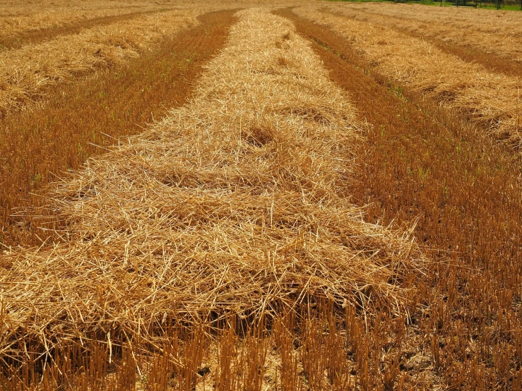 a pile of hay sitting in the middle of a field, a stock photo, shutterstock, dried plants, in a row, cultivator, very detailed picture