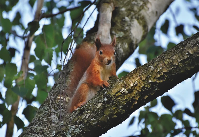 a squirrel sitting on top of a tree branch, by Robert Brackman, pexels, renaissance, scarlet, stock photo, david hardy, high res