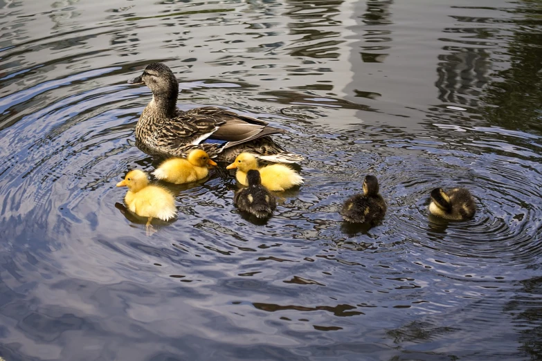 a mother duck and her ducklings swimming in a pond, a picture, by Jacob Duck, shutterstock, taken with a pentax k1000, 2000s photo, street life, stock photo