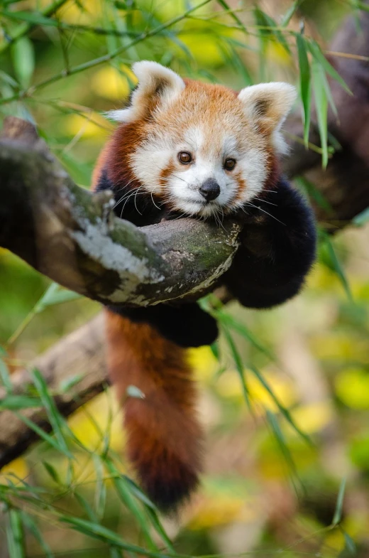 a red panda sitting on top of a tree branch, a portrait, shutterstock, cub, 4 k post, highres, tyler west