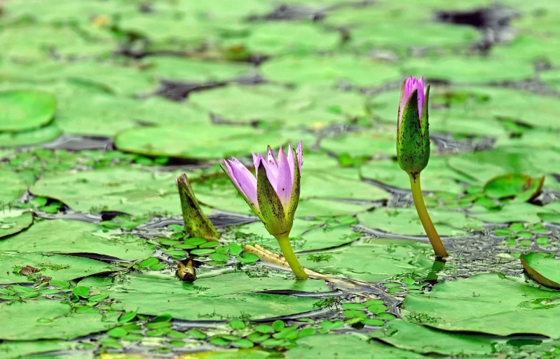 a couple of purple flowers sitting on top of a lush green field, by Robert Brackman, flickr, hurufiyya, lying on lily pad, bangladesh, standing on the water ground, !!natural beauty!!