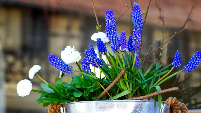 a metal bucket filled with purple and white flowers, by Bernard D’Andrea, flickr, grape hyacinth, random detail, warm shades of blue, celebration