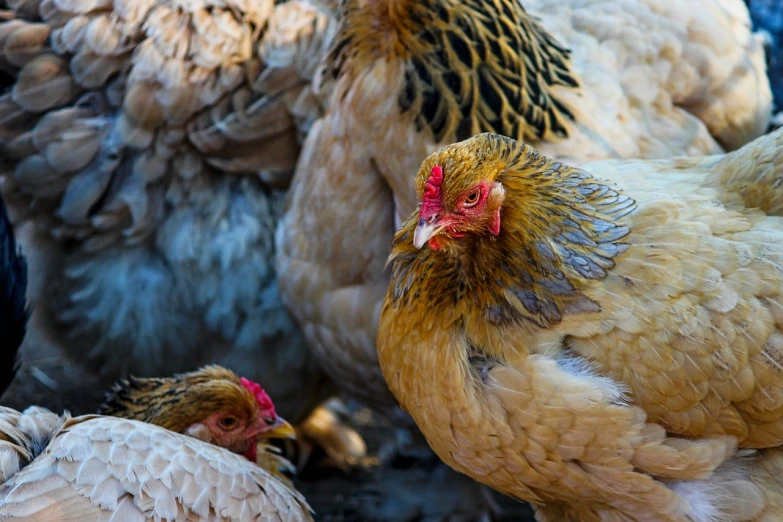 a group of chickens standing next to each other, a portrait, by Jan Tengnagel, shutterstock, many golden layers, morning detail, detailed and intricate image, stock photo