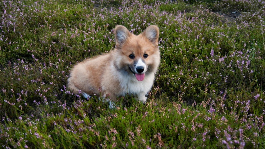 a brown and white dog sitting in a field of flowers, by Anato Finnstark, flickr, corgi, in scotland, puppies, moss
