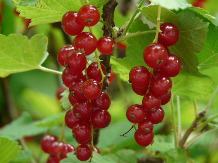 a bunch of red berries hanging from a tree, by Karl Völker, hurufiyya, birch, avatar image, red cheeks, mercury