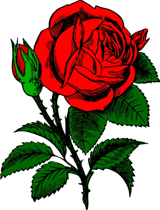 a red rose with green leaves on a black background, by Andrei Kolkoutine, romanticism, beautiful high contrast woodcut, phone background, colored accurately, gustave dore\' background